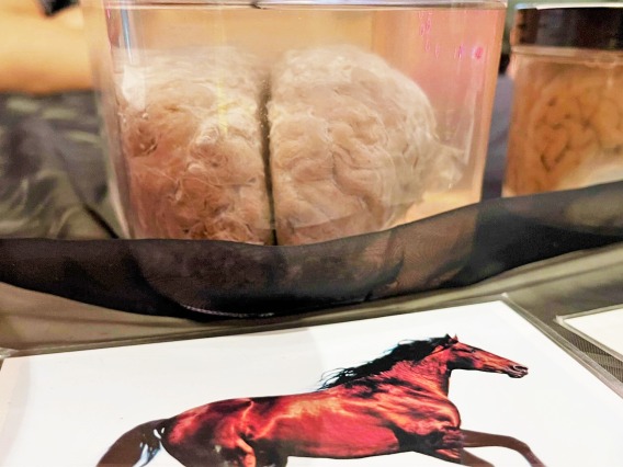 horse brain in a jar