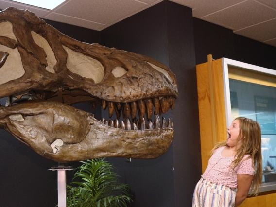 Flandrau Child Sees T-rex