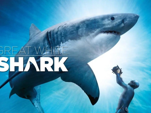 Great White Shark