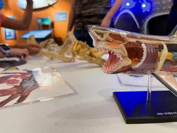 Marine Discovery Sharks Activity