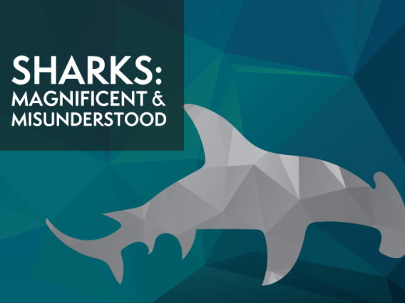 fscp_sharks-news