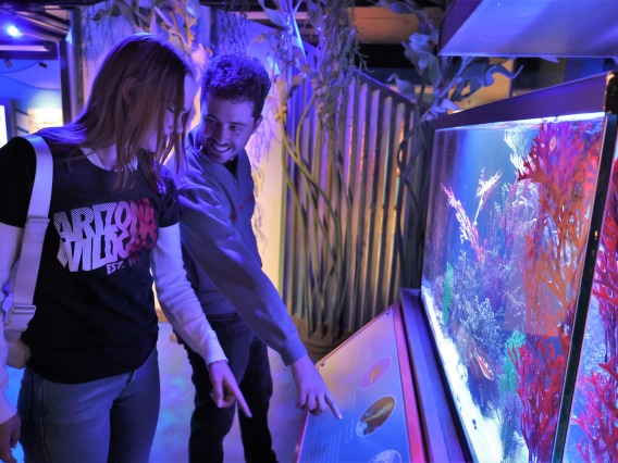 College students experience Undersea Discovery at Flandrau in Tucson