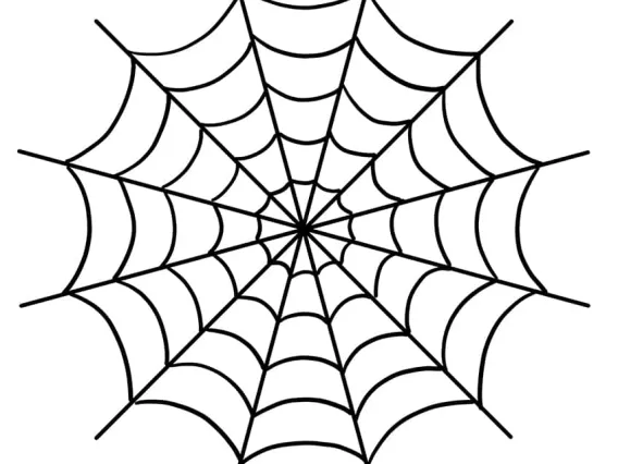 spider web