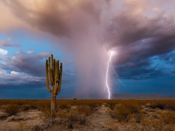 Arizona cactus lightning