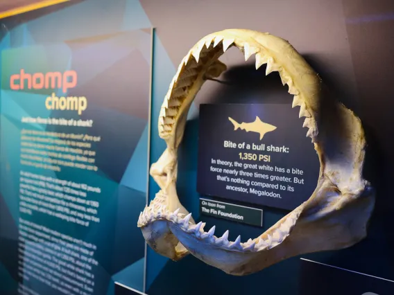 Sharks Mysterious and Misunderstood exhibit at flandrau