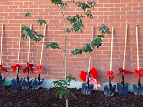 artemis I moon tree planting