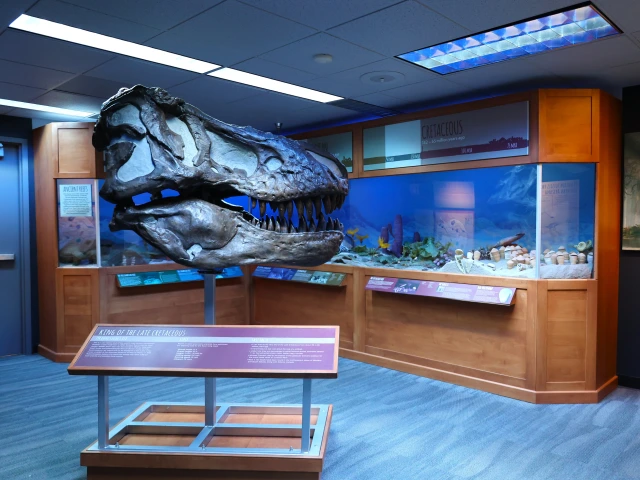 fossil corner full shot