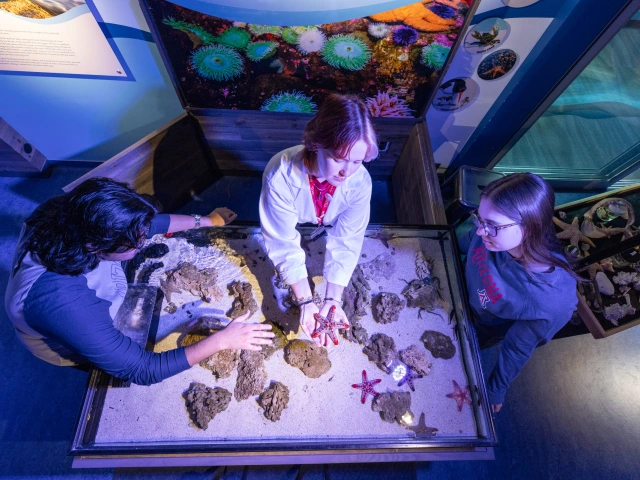 Undersea Discovery at Flandrau in Tucson