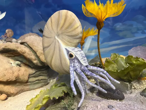fossil model