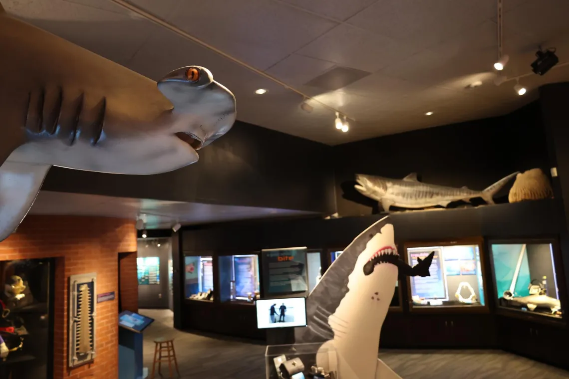 Sharks Exhibit Flandrau