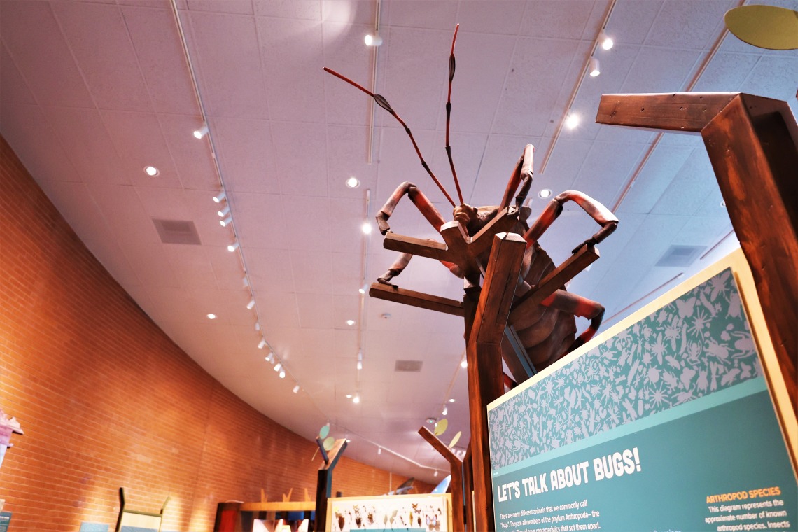 Wild world of bugs mesquite bug