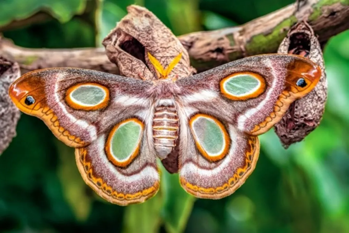 patterns in nature a butterfly with camouflage wings 