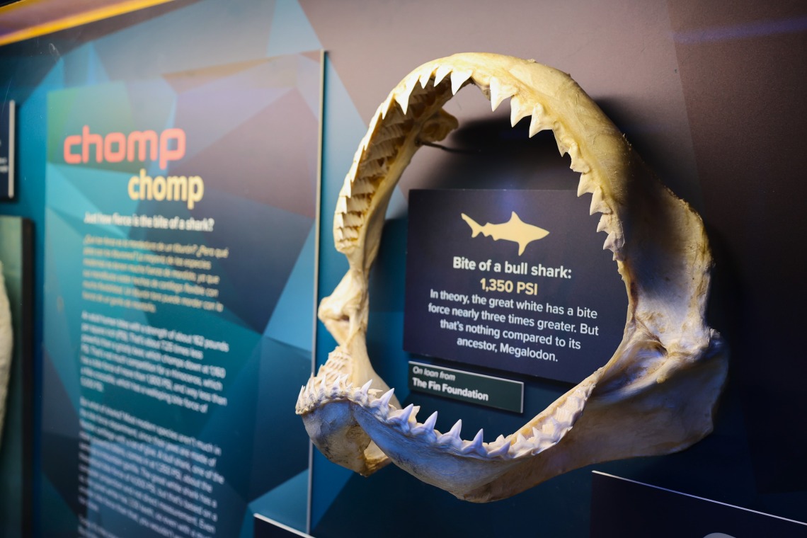 Sharks Mysterious and Misunderstood exhibit at flandrau