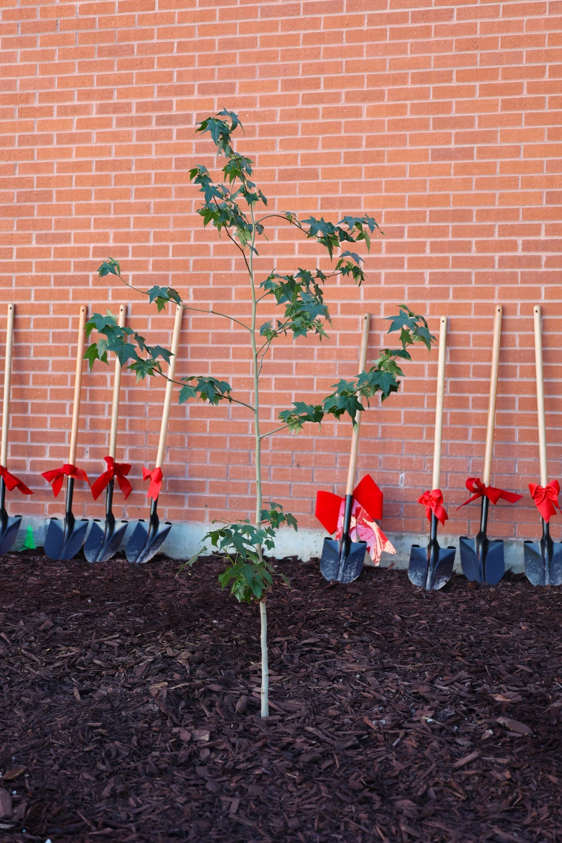 artemis I moon tree planting