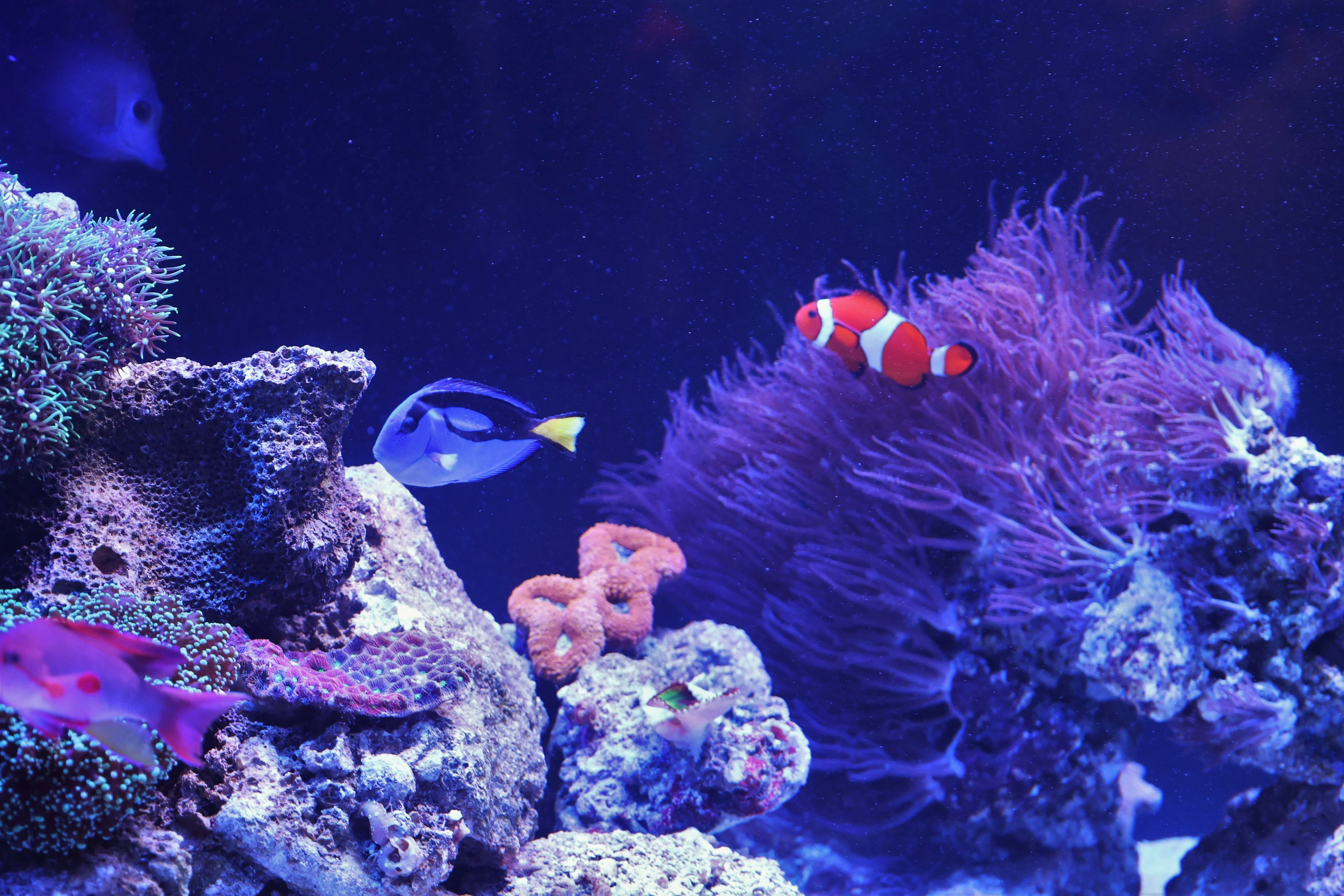 Undersea Discovery - Aquarium Exhibit in Tucson | Flandrau Science ...