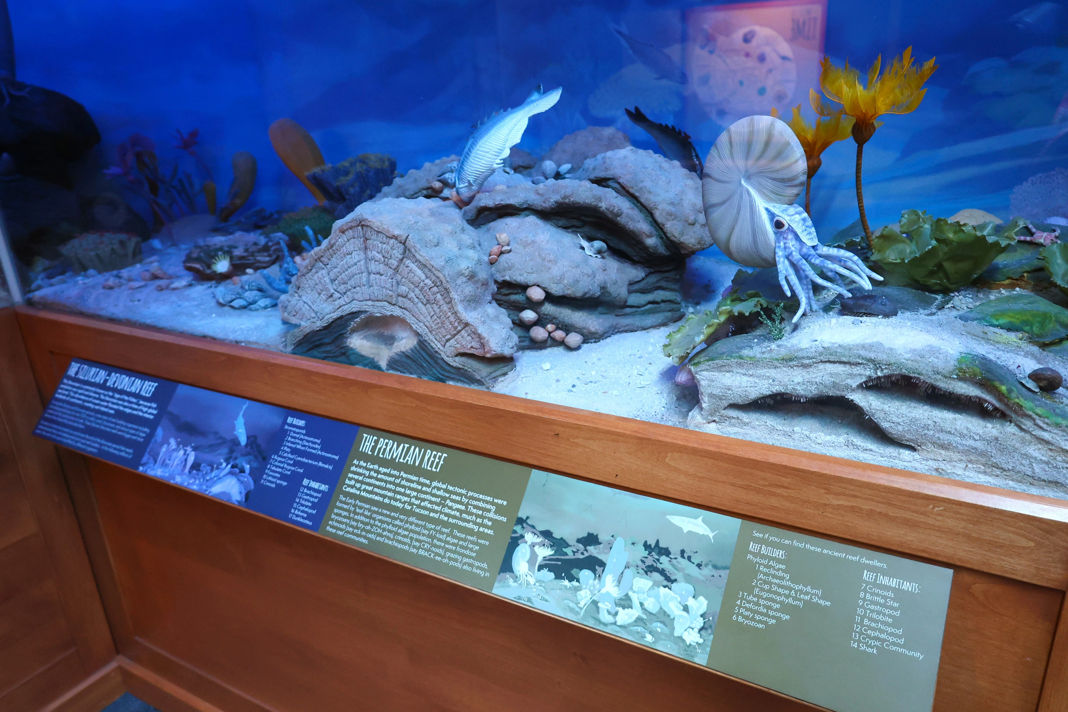 fossil corner reef