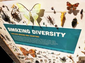  Amazing Diversity at Wild World of Bugs